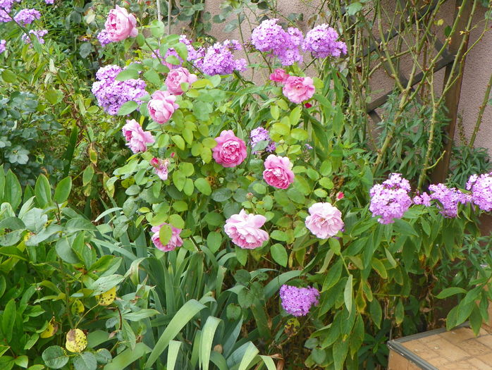 21 iul (66) - Phlox 2016