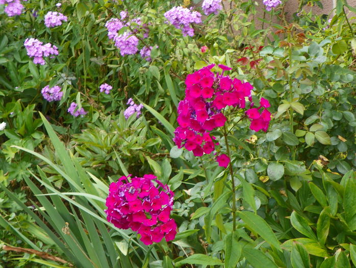 21 iul (70) - Phlox 2016