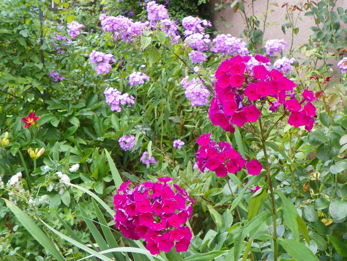 21 iul (72) - Phlox 2016