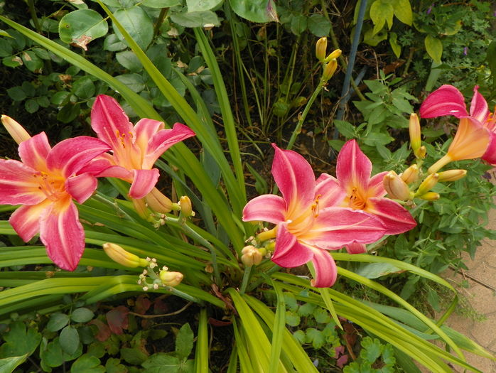 21 iul - Hemerocallis 2016