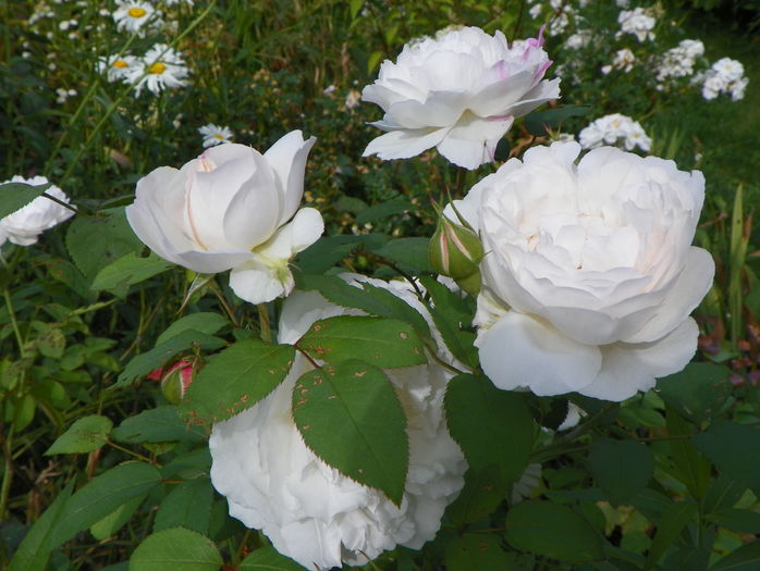 Winchester Cathedral - Trandafiri 2016 - 3