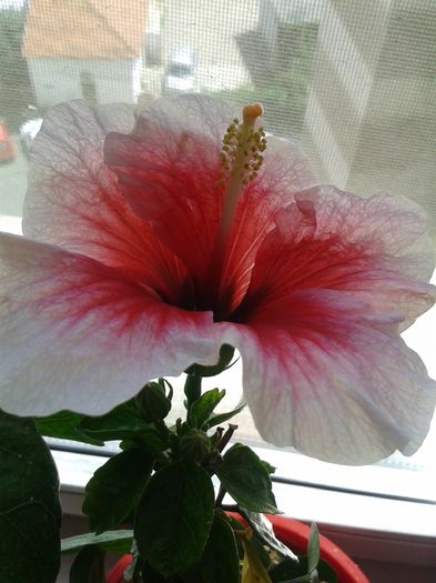 20160721_135439 - Hibiscus