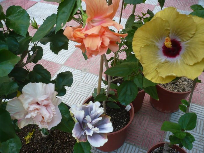 P1280484 - HIBISCUSI 2016-4