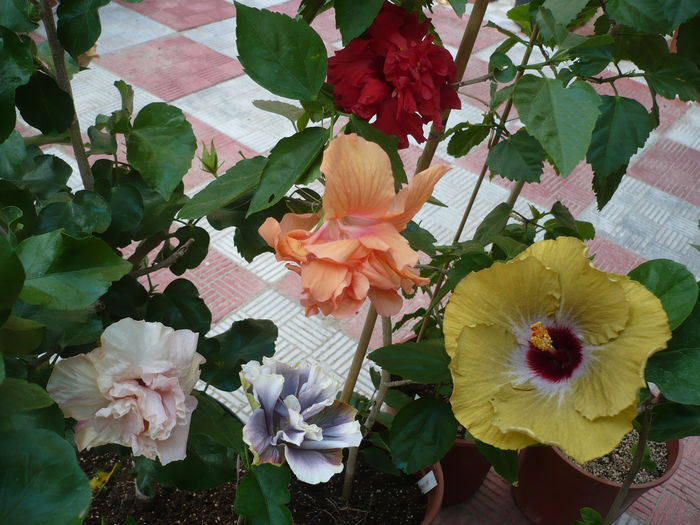 P1280485 - HIBISCUSI 2016-4