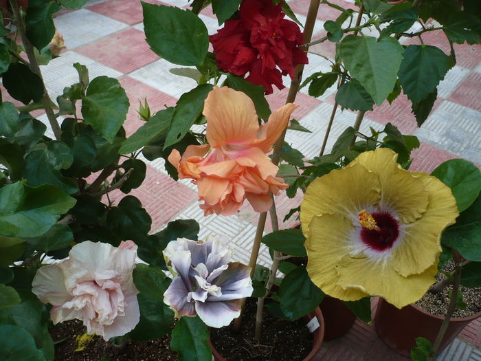 P1280486 - HIBISCUSI 2016-4