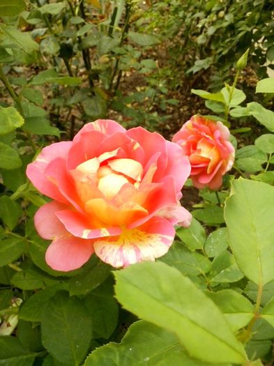 rose de cisterciens - 0 TRANDAFIRI 2016