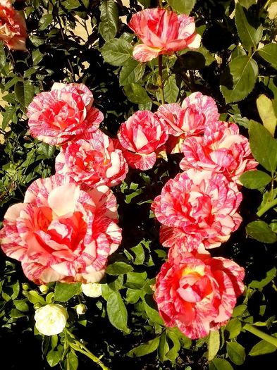 nr 33 - 0 TRANDAFIRI DIMOV 2016