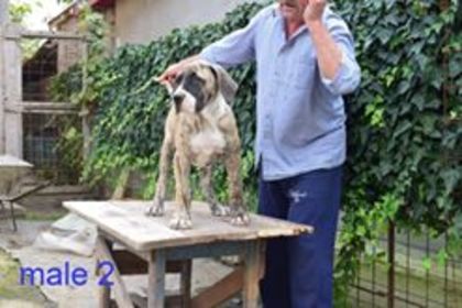 Amir http://worldpedigree.clubdogocanario.ru/dog/id/13915 - Canisa De Casa Dragnuta Monta Mascul Dogo Canario Mascul Presa Canario