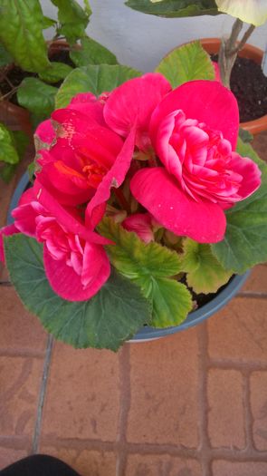 WP_20160721_15_43_52_Pro