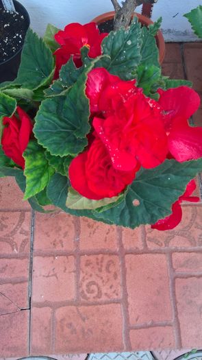 WP_20160721_15_43_28_Pro
