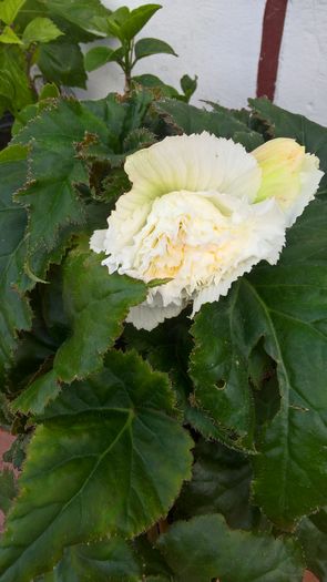 WP_20160721_15_43_17_Pro