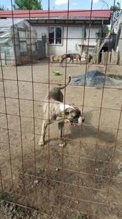 Amir http://worldpedigree.clubdogocanario.ru/dog/id/13915 - Canisa De Casa Dragnuta Monta Mascul Dogo Canario Mascul Presa Canario