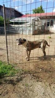 Amir http://worldpedigree.clubdogocanario.ru/dog/id/13915 - Canisa De Casa Dragnuta Monta Mascul Dogo Canario Mascul Presa Canario