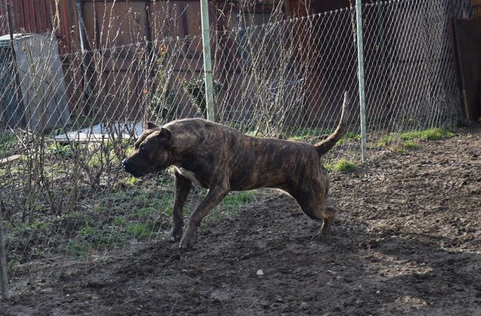 atena - Canisa De Casa Dragnuta Monta Mascul Dogo Canario Mascul Presa Canario