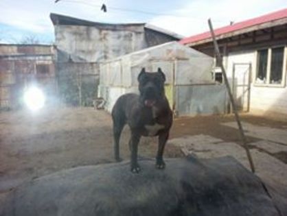 atena3 - Canisa De Casa Dragnuta Monta Mascul Dogo Canario Mascul Presa Canario