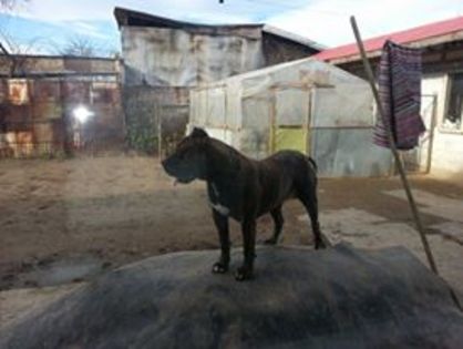 atena5 - Canisa De Casa Dragnuta Monta Mascul Dogo Canario Mascul Presa Canario