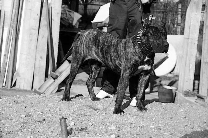 atena9 - Canisa De Casa Dragnuta Monta Mascul Dogo Canario Mascul Presa Canario