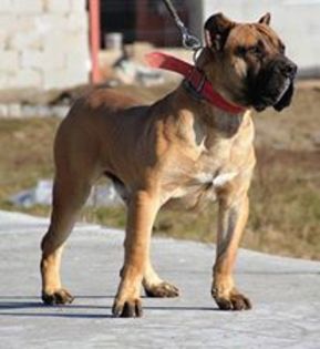 hitler1 - Canisa De Casa Dragnuta Monta Mascul Dogo Canario Mascul Presa Canario