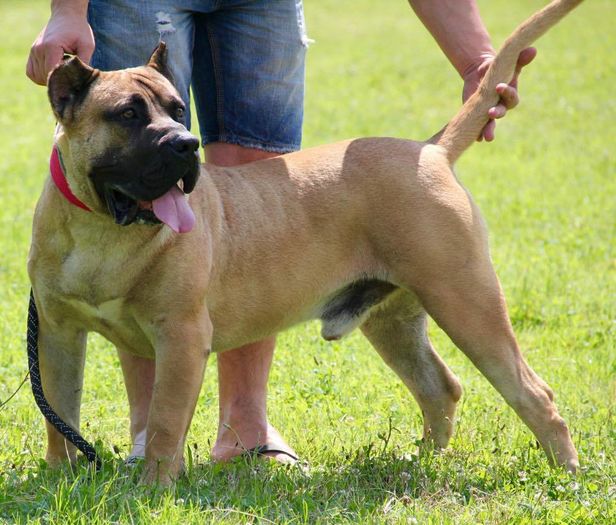 hitler5 - Canisa De Casa Dragnuta Monta Mascul Dogo Canario Mascul Presa Canario