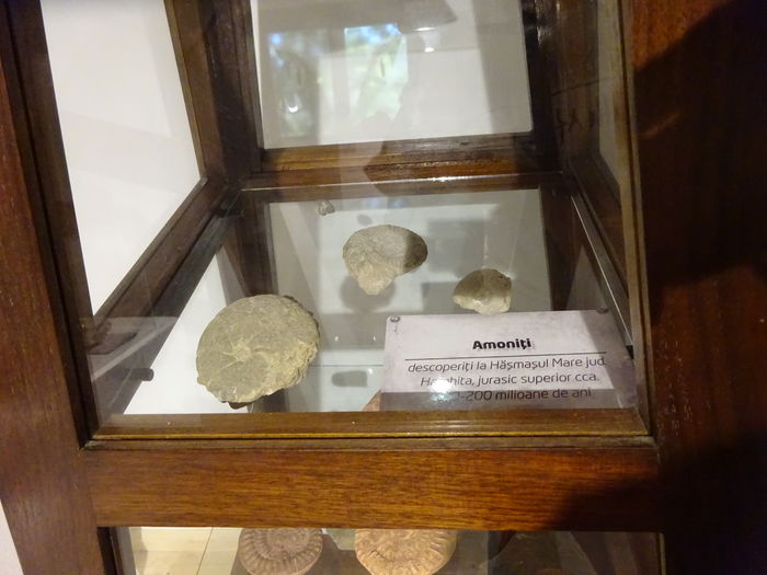 DSC09186 - Rasnov-DinoParc-Pestera Valea Cetatii