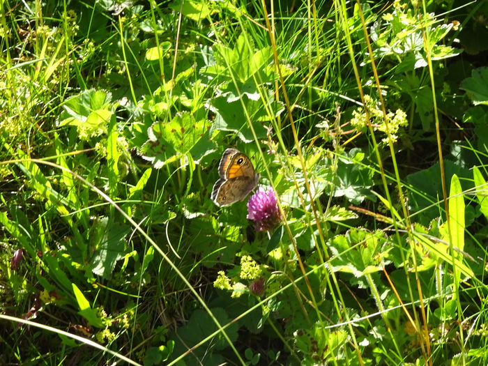 DSC09378 - Predeal - Clabucet - Girbova