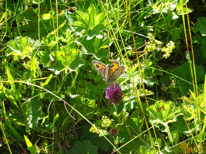 DSC09379 - Predeal - Clabucet - Girbova