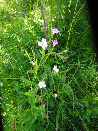 DSC09554 - Sinaia - Cota1400 - Cota2000