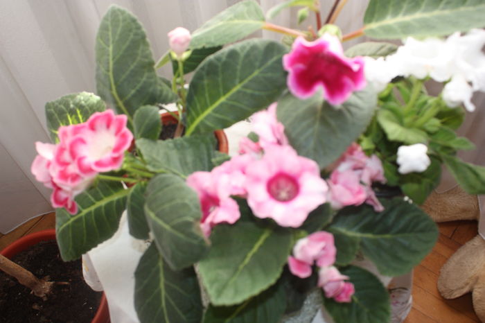 IMG_7224 - 2016 VARA