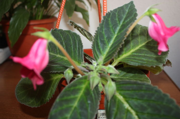 IMG_7227 - 2016 VARA