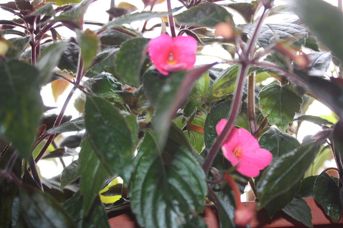 IMG_7233 - 2016 VARA