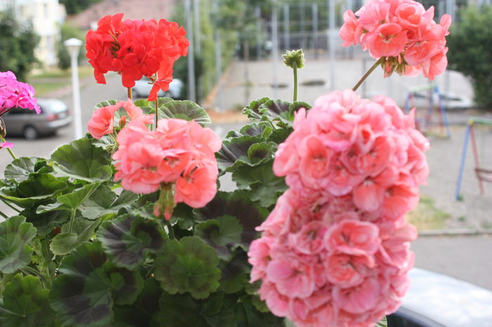 IMG_7234 - 2016 VARA