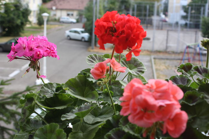 IMG_7235 - 2016 VARA