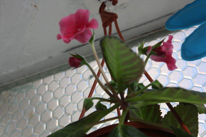 IMG_7242 - 2016 VARA