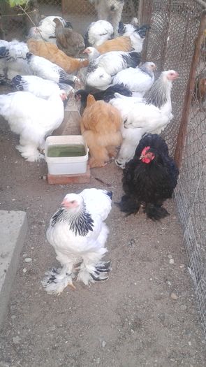 20160721_202311 - TINERET 2016