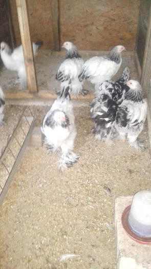 20160721_201700 - TINERET 2016