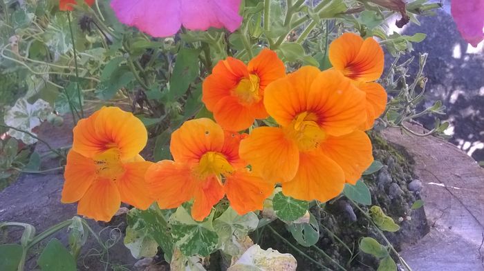 WP_20160721_18_15_41_Pro