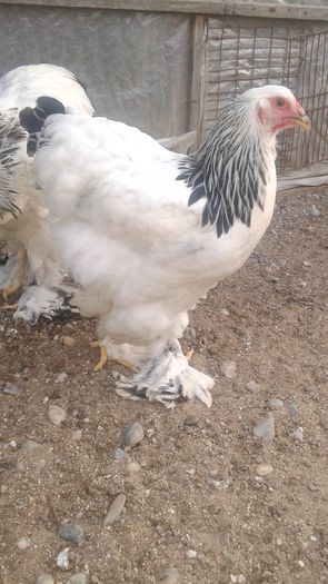 20160721_201446 - TINERET 2016