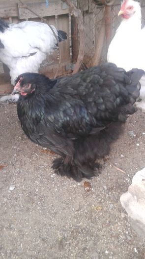 20160721_201210 - TINERET 2016