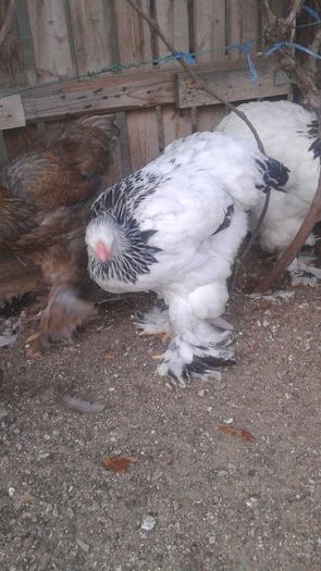 20160721_201137 - TINERET 2016