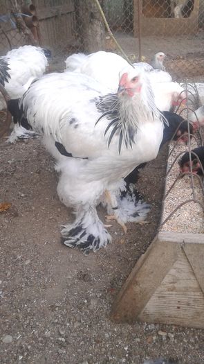 20160721_201010 - TINERET 2016