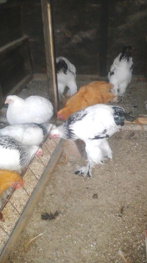 20160721_200741 - TINERET 2016