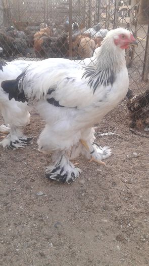 20160721_200600 - TINERET 2016