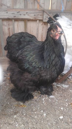 20160721_200517 - TINERET 2016