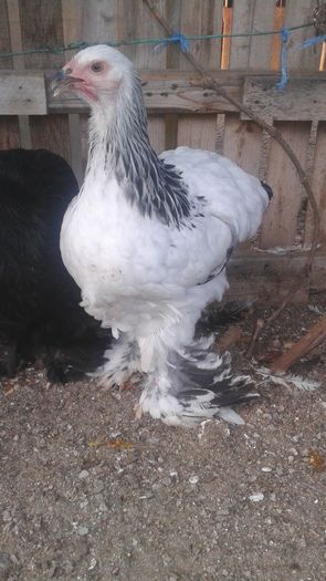 20160721_200447 - TINERET 2016