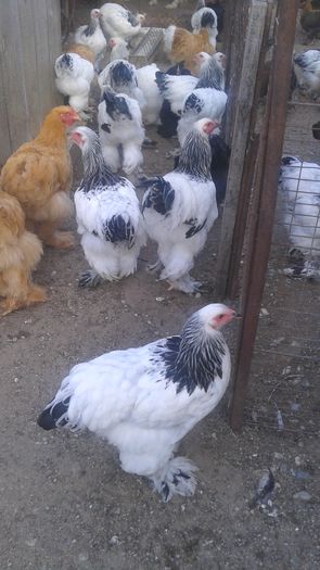 20160721_200012 - TINERET 2016