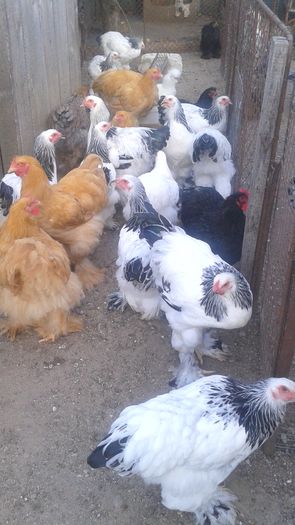 20160721_200006 - TINERET 2016