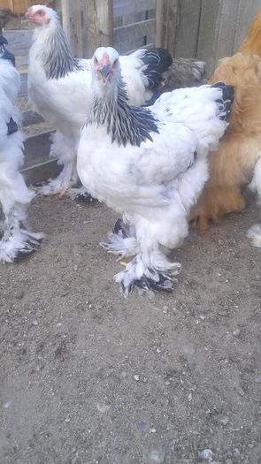 20160721_195955 - TINERET 2016