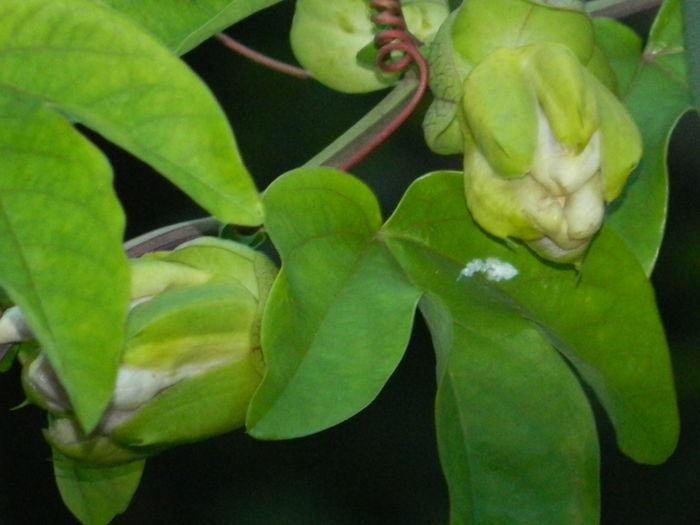 DSCN3533 - 2016 PASSIFLORA