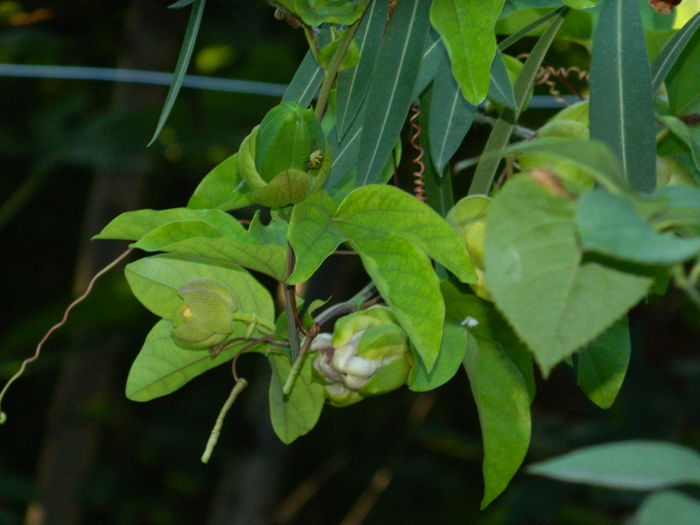 DSCN3534 - 2016 PASSIFLORA