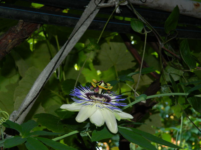 DSCN3535 - 2016 PASSIFLORA